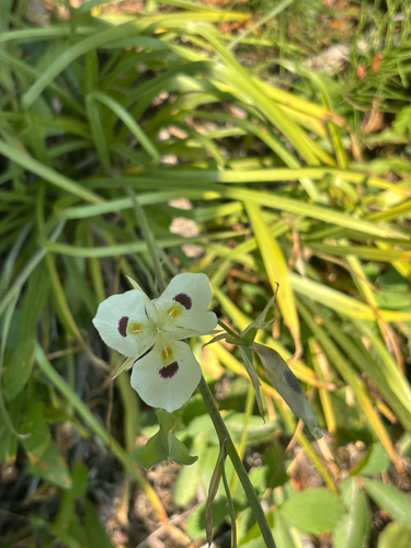 Calochortus eurycarpus, photograph 2