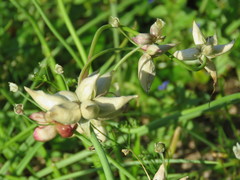 Allium canadense canadense