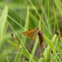 Hesperia meskei straton