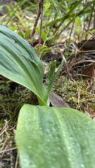 Platanthera unalascensis