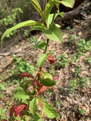 Amygdaloideae