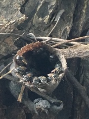 Scaptotrigona postica