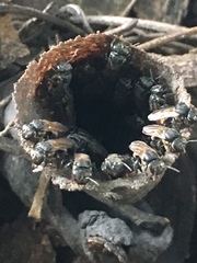 Scaptotrigona postica