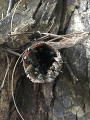 Scaptotrigona postica