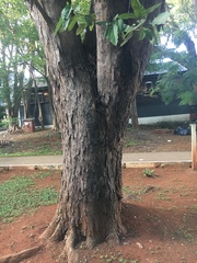 Scaptotrigona postica