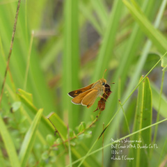 Hesperia meskei straton