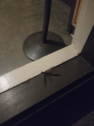 iNaturalist observation photo of Fishflies