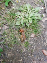 Gryllotalpa vineae
