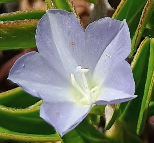 Jacquemontia sandwicensis observed 2026-07-29
