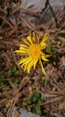 Grindelia greenmanii