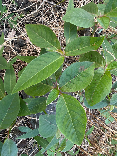 Euphorbia heterophylla observed 2026-07-29