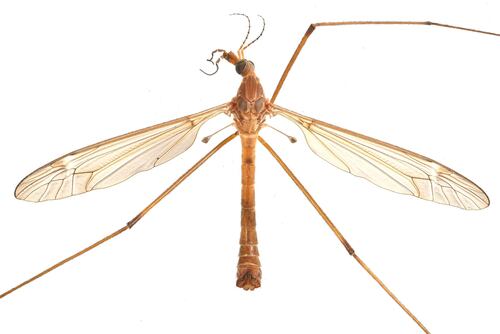 Tipula praecisa