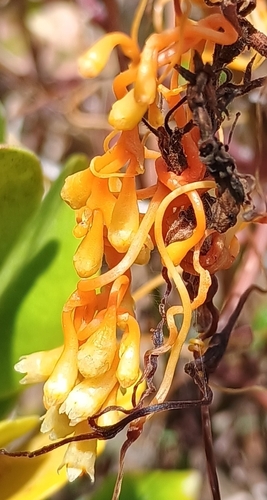 Cuscuta sandwichiana observed 2026-07-29