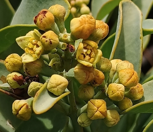 Santalum ellipticum observed 2026-07-29