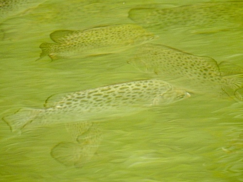 Scatophagus argus