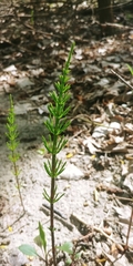 Equisetum pratense