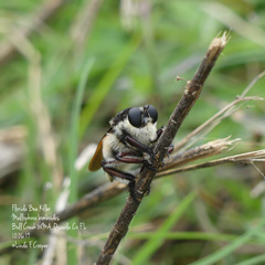 Mallophora bomboides