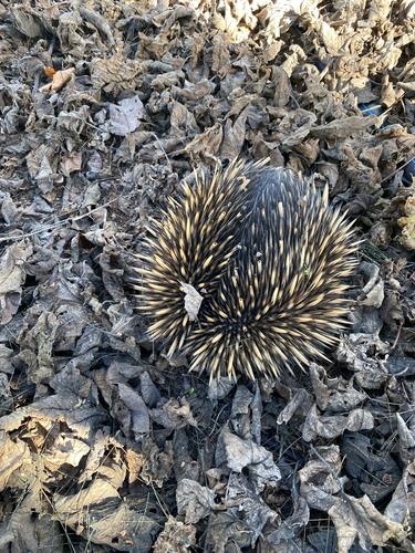 Short-beaked Echidna