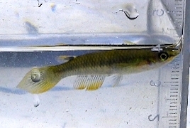 Whitespot