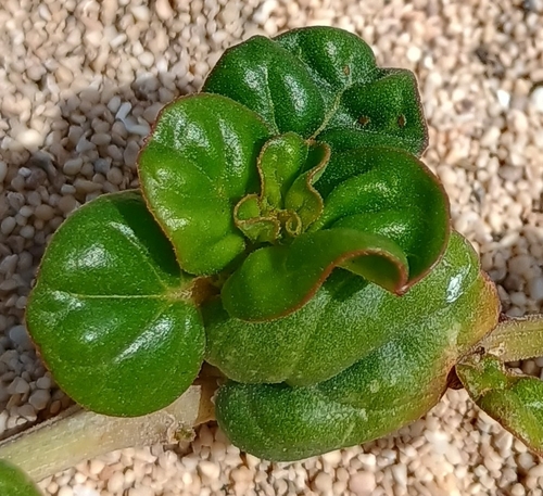 Boerhavia repens observed 2026-07-29