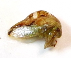 Cyrtolobus fenestratus