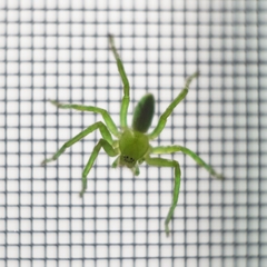 Micrommata virescens