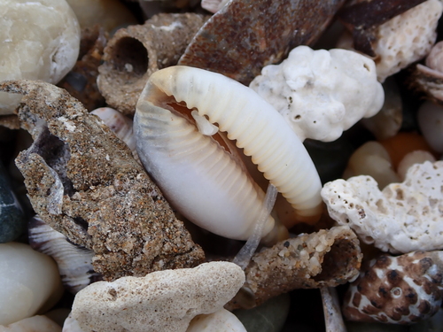 Cypraea limacina observed 2026-07-28