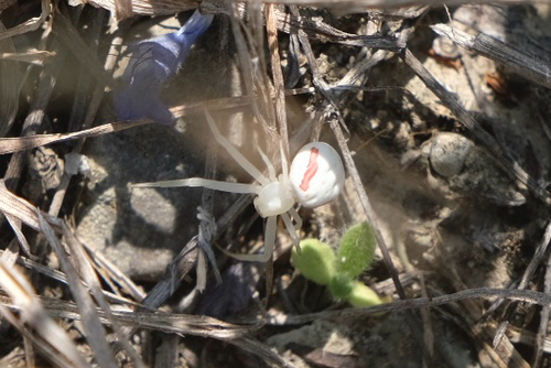 Goldenrod Crab Spider