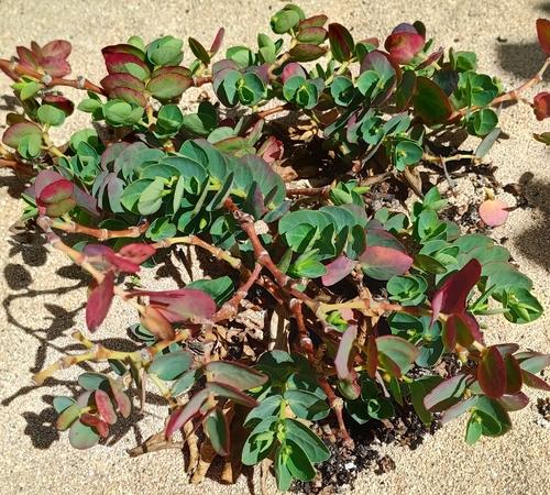 Euphorbia degeneri observed 2026-07-29