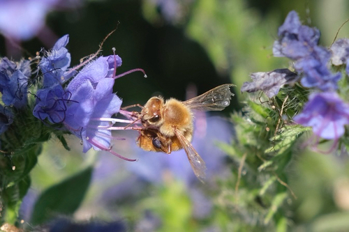 Western Honey Bee