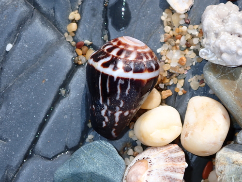 Conus chaldeus observed 2026-07-28