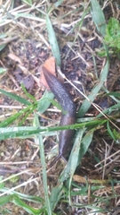 Limax cinereoniger