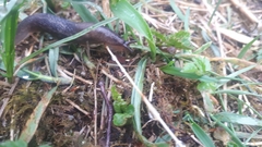 Limax cinereoniger