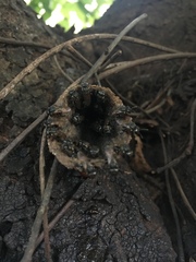 Scaptotrigona postica