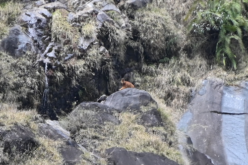 Red Goral