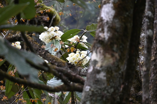 Rhododendron grande, photograph 1
