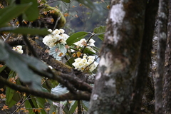 Rhododendron grande, photograph (c) Rohit, some rights reserved (CC BY-SA)