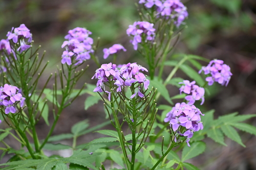 Cardamine macrophylla, photograph 2
