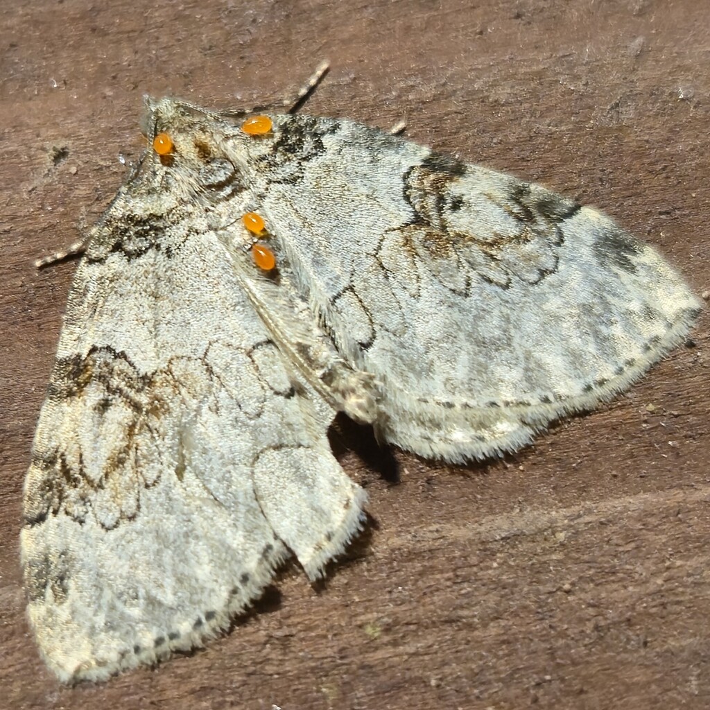George's Carpet Moth
