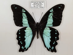 Papilio chrapkowskii