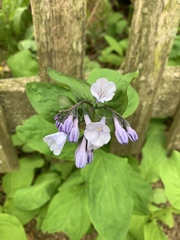 Mertensia virginica