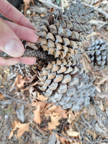 Pinus pungens, photograph 5