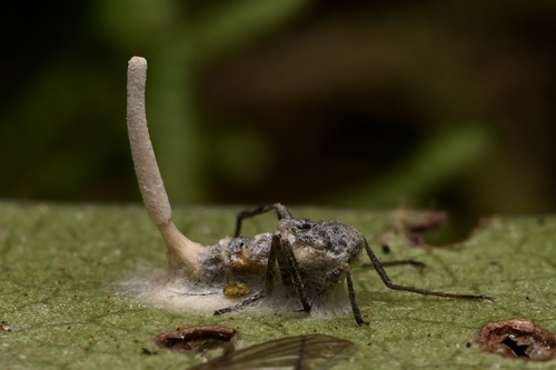 Ophiocordyceps dipterigena complex
