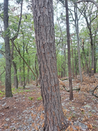 Pinus pungens, photograph 6