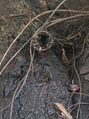 Scaptotrigona postica