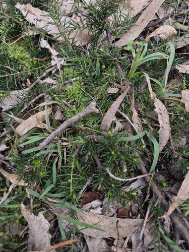 Thin-leaf Wattle