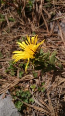 Grindelia greenmanii