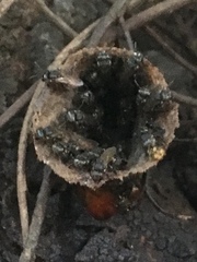 Scaptotrigona postica