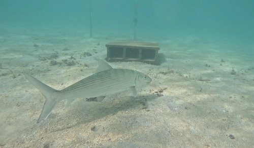 Roundjaw bonefish (Albula glossodonta) — Albulidae — 4