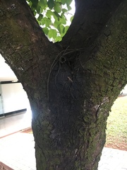 Scaptotrigona postica